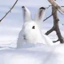 ❄ The Bunny Queendom's Snow Flurry ❄