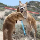 Aussie Dingoes