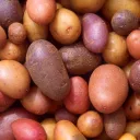Potato Land 🥔