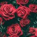 Rose Thorn Coalition
