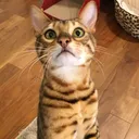 猫の集会所