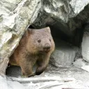 Covo del Vombato