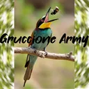 Gruccione Army