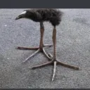 it's terminal Discord server icon