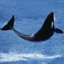Orka