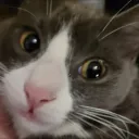 Domestic Housecat Therians
