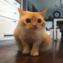 Floppa
