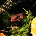 ReptiHaven