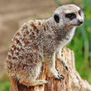 Meerkat Central Server Icon