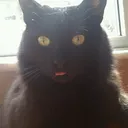 meethut