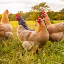 The World Of Chickens
