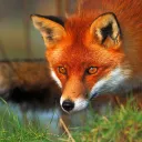 Foxy  Community©
