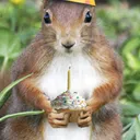 Squirrels Treehouse