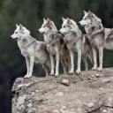 Moonlight Pack Server Icon