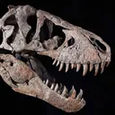 Skal's Palaeontology Pub