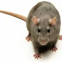 Rat Gang