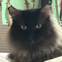 tsjonte’s Loud Boy Bruiser Town