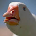 the spoopy cult of the great duck gods