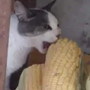 Fundación Elote® 🌽