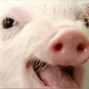 ṅ̷̿i̷̟̍c̸̈̈́ȍ̵̻'̶̑͑s̵͗͝ ̴̐̃š̶́ẽ̸̅ŕ̵̕v̶̑̃è̵͊r̶͛̿