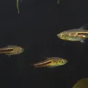 Fishcord