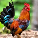 Бразильские Орлы