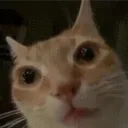_/\_
