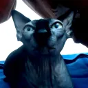 sphynx's server
