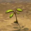 World Seed
