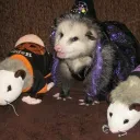Opossum Fan Club