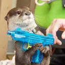Otter Kingdom