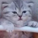 FatCatMC