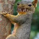 Squirrel's Asylum