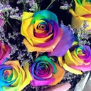 🌹薔薇園🌹