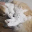 🐱( '-' 🐱 )ﾈｺﾁｬﾝ