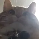 furrypee