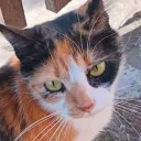 server de mi gata: Edición Abril