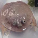 スクリムコミュニティマルメタピオカガエル保全委員会