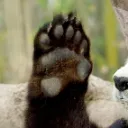 Panda Paws