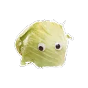 lettuce