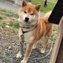 ぽちさーばー