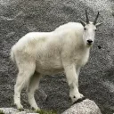 GOAT