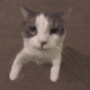 Meowify