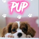 pup ๐พ๐4 ever banner