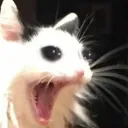 katzwen auf brocoli. taem