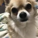 しゅさーばー