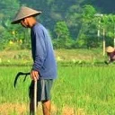 The Rice Field