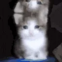 Sad Cat Kingdom