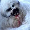 Wampa Noms Recruitment
