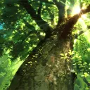 𝐓𝐡𝐞 𝐑𝐞𝐝𝐰𝐨𝐨𝐝 𝐅𝐨𝐫𝐭... Discord Server Icon